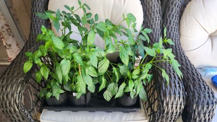 Serrano Pepper Plants