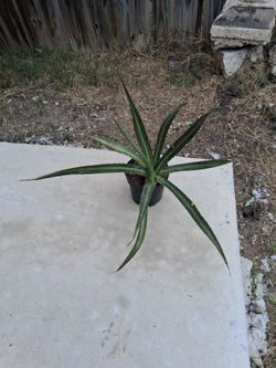 Octopus agave Vilmoriniana plant