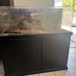Fish Tank 
