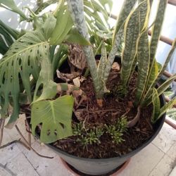 Monstera Deliciosa Plant (0ld)