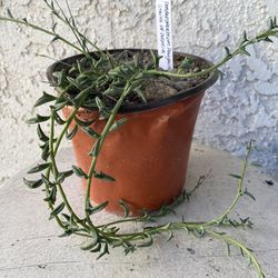 6 Inch Pot Succulent Plant - Dendrophorbium Peregrinum - String of Dolphins - Trailing Succulent - Established Plant - Drought Resistant 🪴