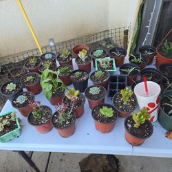 Succulents And Plants 🪴 