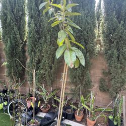 loquat Fruit Tree Approximately 6 feet Tall