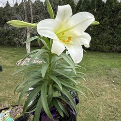 Perennial Easter Lillie