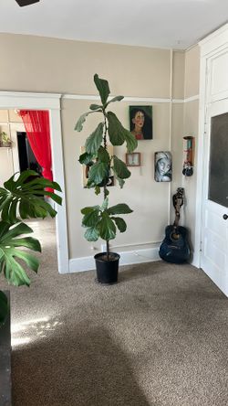 Fiddle Leaf Fig Ficus