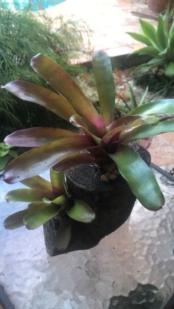 A pair of Brumelias $20.00