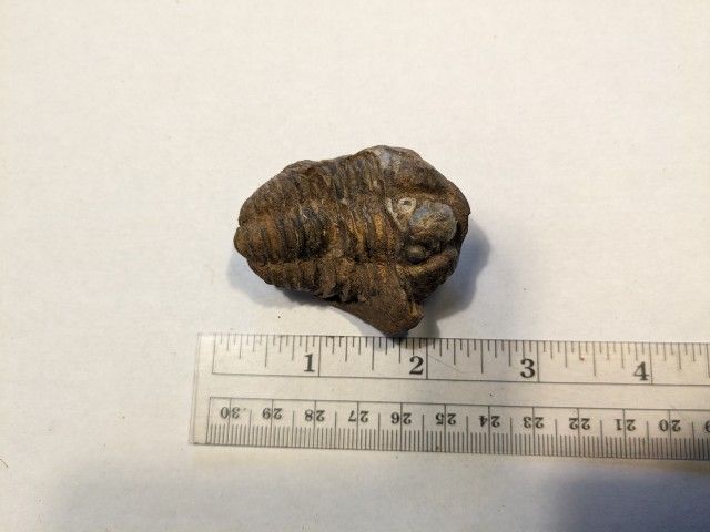 Giant Trilobite