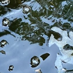 African Clawed Frog Pond