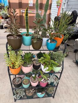 A Variety of Succulent Plants in New Plastic Pots