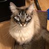 pawddle
