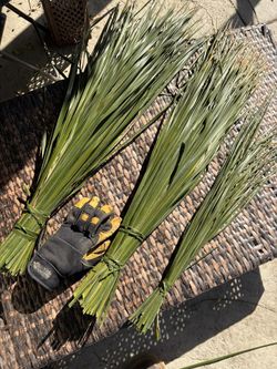 Fresh California Date (Queen) Palm Fronds – Craft, Décor & Garden Bundles