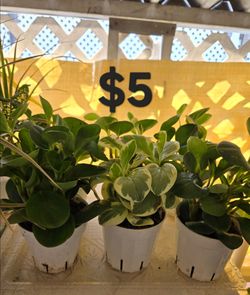Peperomia