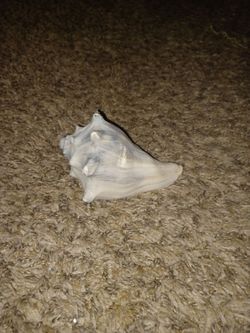 Shell
