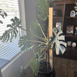 Monstera Deliciosa 