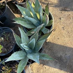 Agave