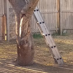 Ladder for Painter