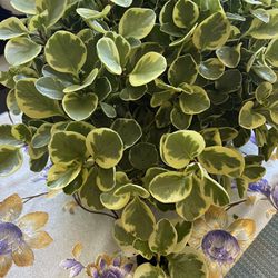 Variegated Peperomia Plant 🪴 Pot 4 Inches 