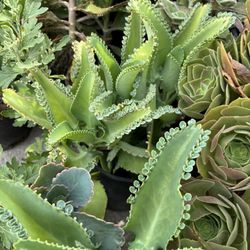 Kalanchoe O Mala Madre