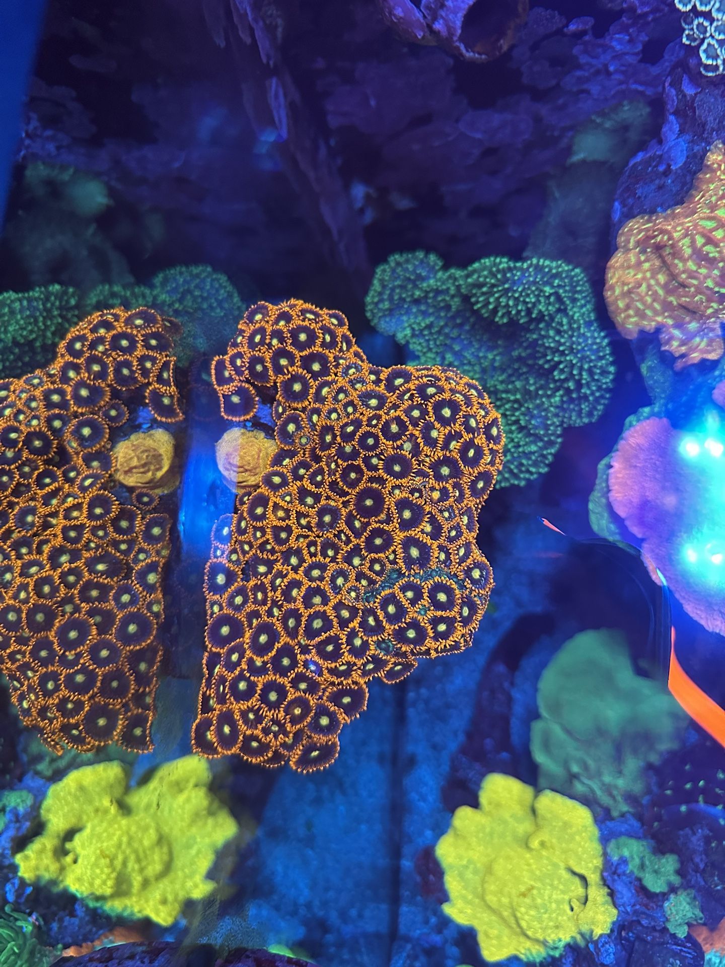 Ck Venus Zoas