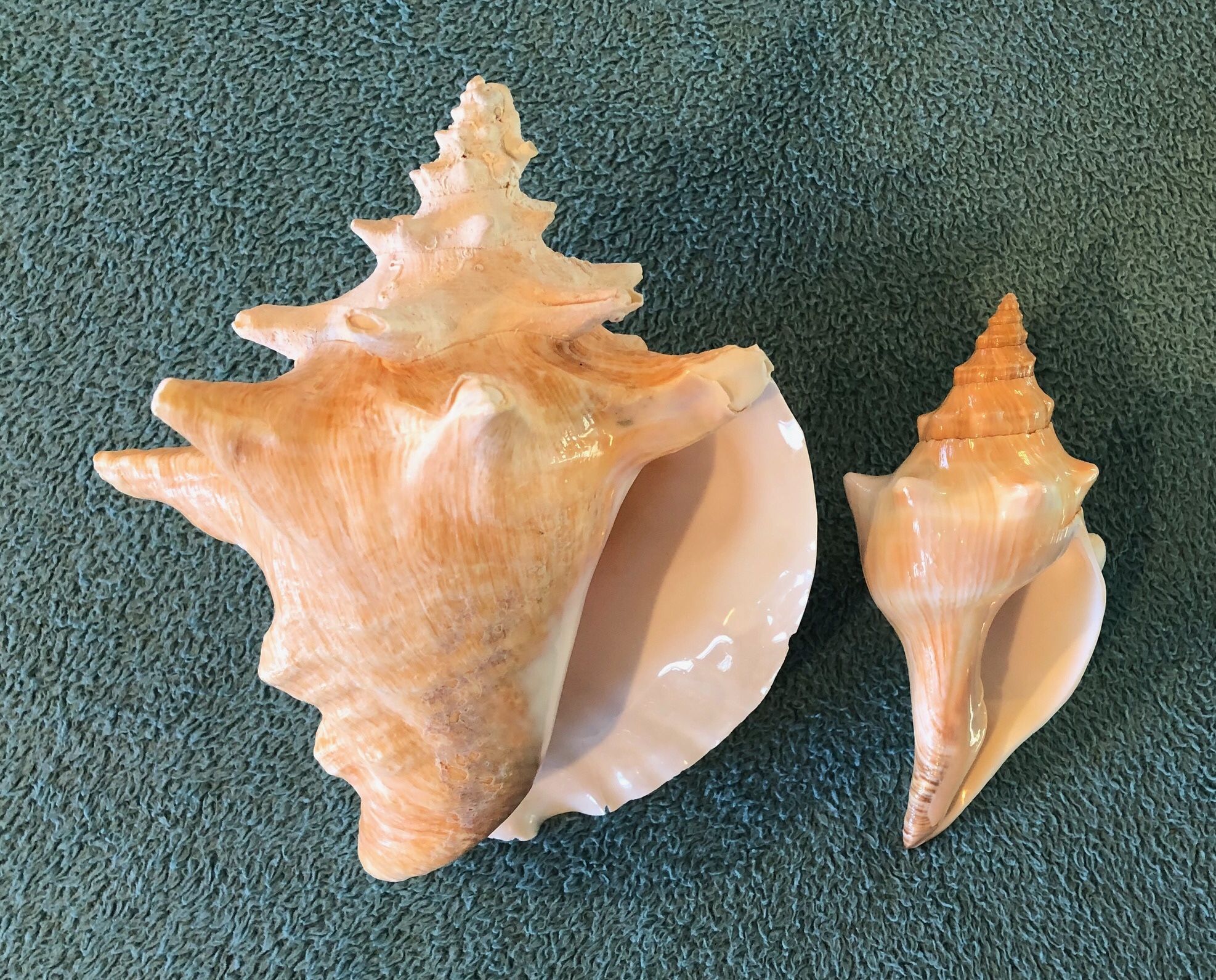 Queen Conch Shell Pair - Beautiful Seashells