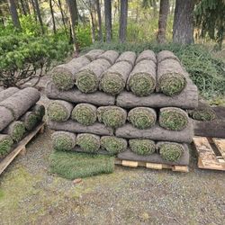 Fresh grass cut  today