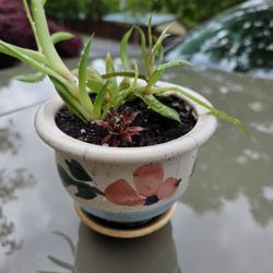 Garden Decoration Whis Plants Succulent In Cute Ceramic Pot 