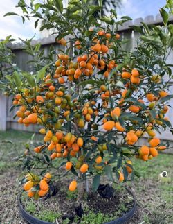 Nagami Kumquat Fruit Trees / Árboles De Naranjas Pequeñas $45 each