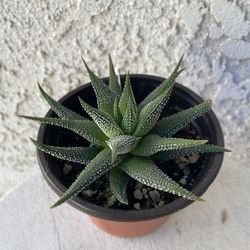 4 Inch Pot Succulent Plant - Aristaloe Aristata - Lace Aloe - Rooted & Established Plant - Drought Resistant - 🪴 