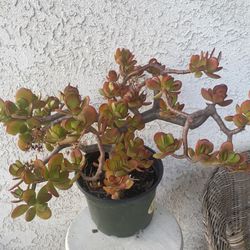 3 Gallon Pot Succulent Plant - Mature Crassula Ovata - Jade Plant - Rooted & Established - Drought Resistant - Sculptural Bonsai Looking 🪴