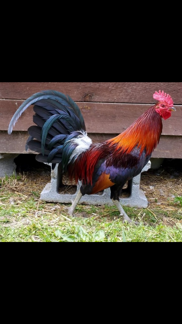 black breasted red old english game bantam