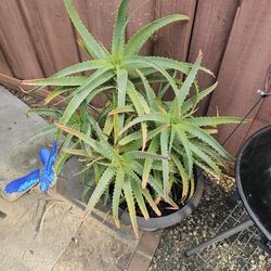 Beautiful  LARGE SUCCLANT POT INCLUDED!