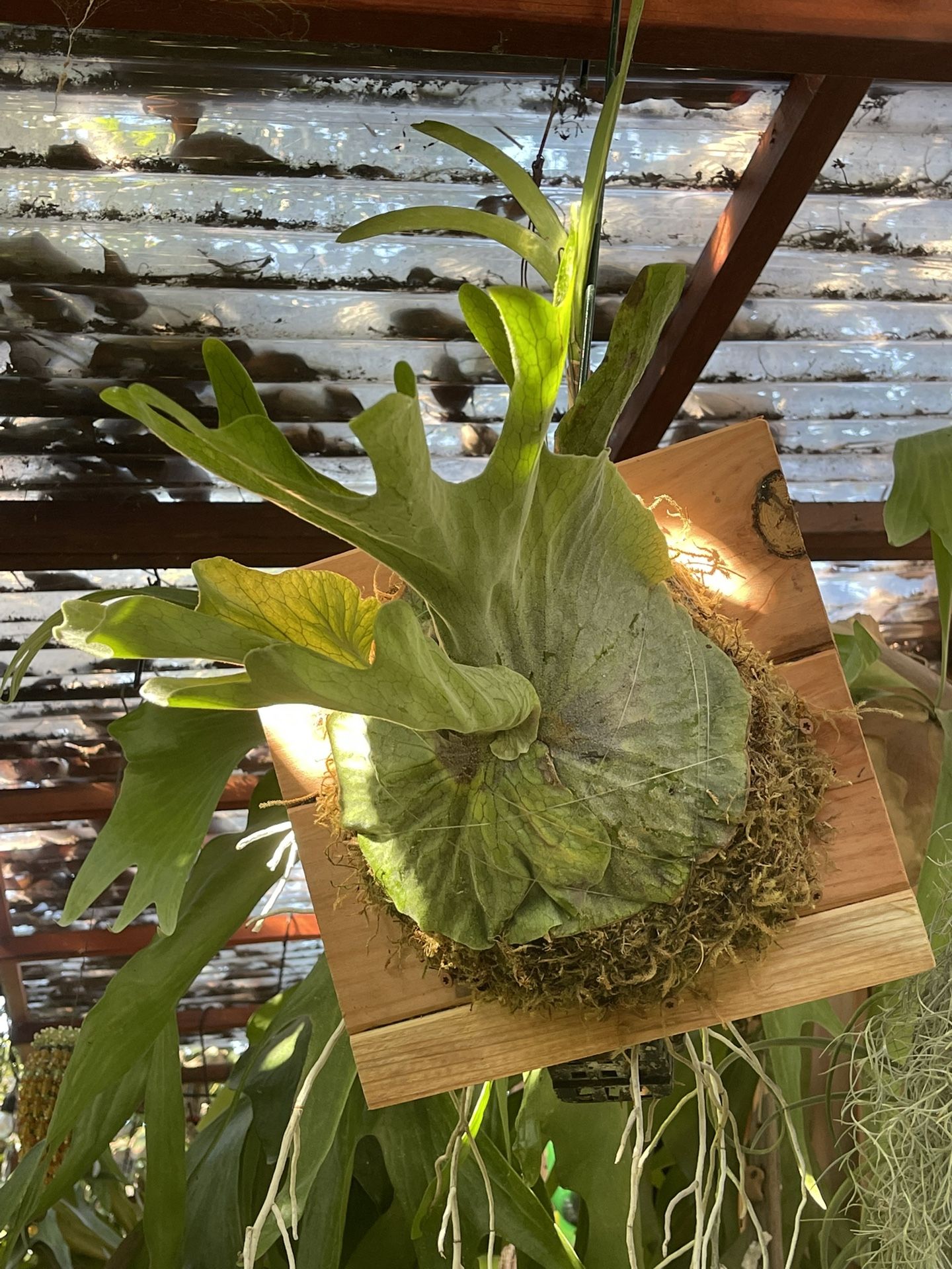 Mounted Superbum Staghorn Fern