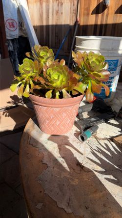 Aeonium Succulent