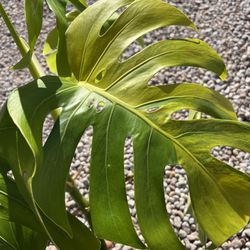 Variegated Monstera Aurea Plant Cutting (pls Read Description Below)