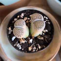 Stone faces Lithops succulent