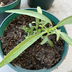 Mexican Ruellia Plants