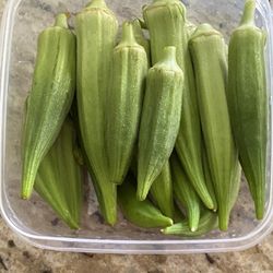 Organic Okra Seeds
