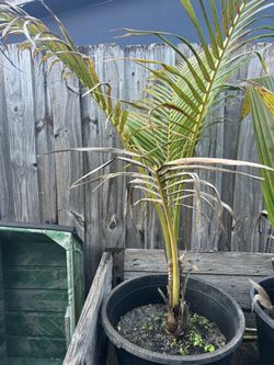 Coconut Palm Tree