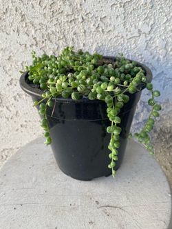 1.5 Gallon Pot Hanging Succulent Plant - String of Pearls Variegated - Curio Rowleyanus Variegata - Rooted & Established - Drought Resistant - 🪴