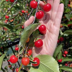 MORE Ripe Tart Cherries For Picking!!
