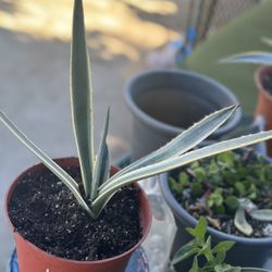 Blue Agave Plant