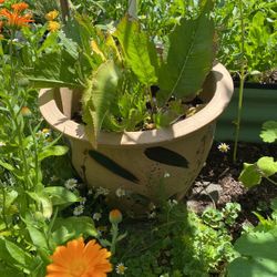 Horseradish Plant With Pot 