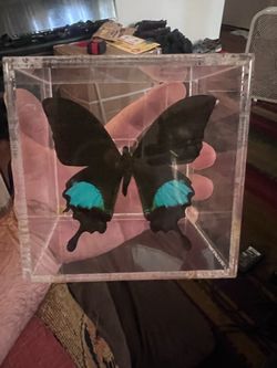 Papilio Paris Swallowtail BUTTERFLY Taxidermy clear cubic Box Frame Blue Black