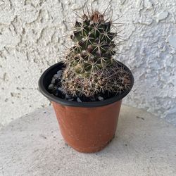 4 Inch Pot Cactus Plant - Echinocereus Fendleri Rectispinus - Round Cactus - Live Cacti - Rooted & Established - Drought Resistant - 🌵