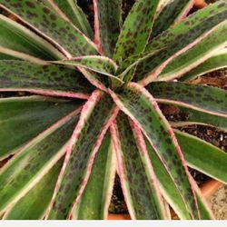 Mangave Snow Leapord 