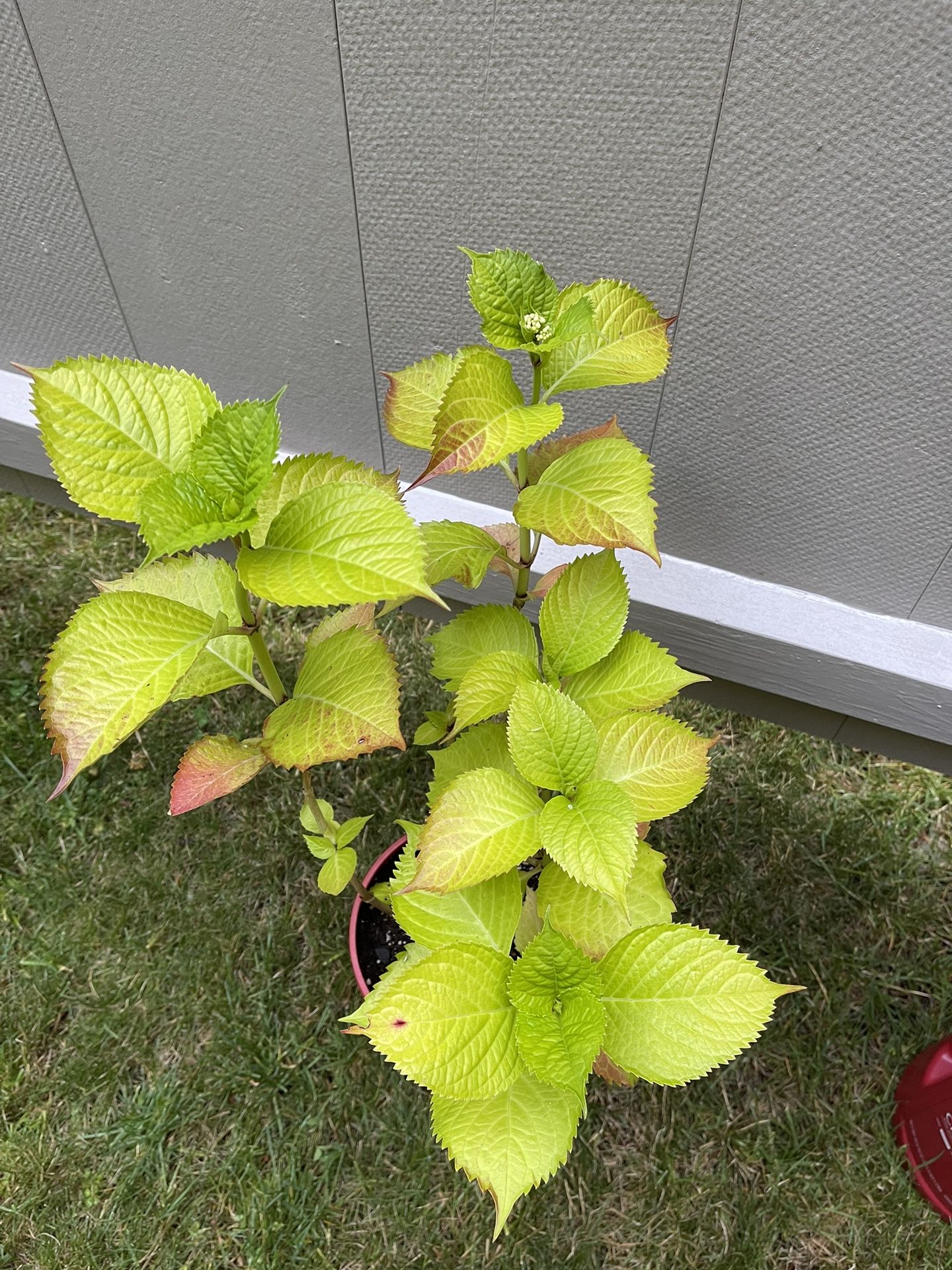 Beautiful Hydrangea Perennial Plant. (Continues to change color throughout the flowering period).