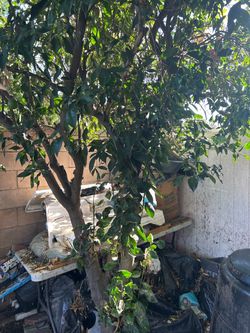 Orange tree