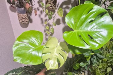 Monstera Lemon Lime