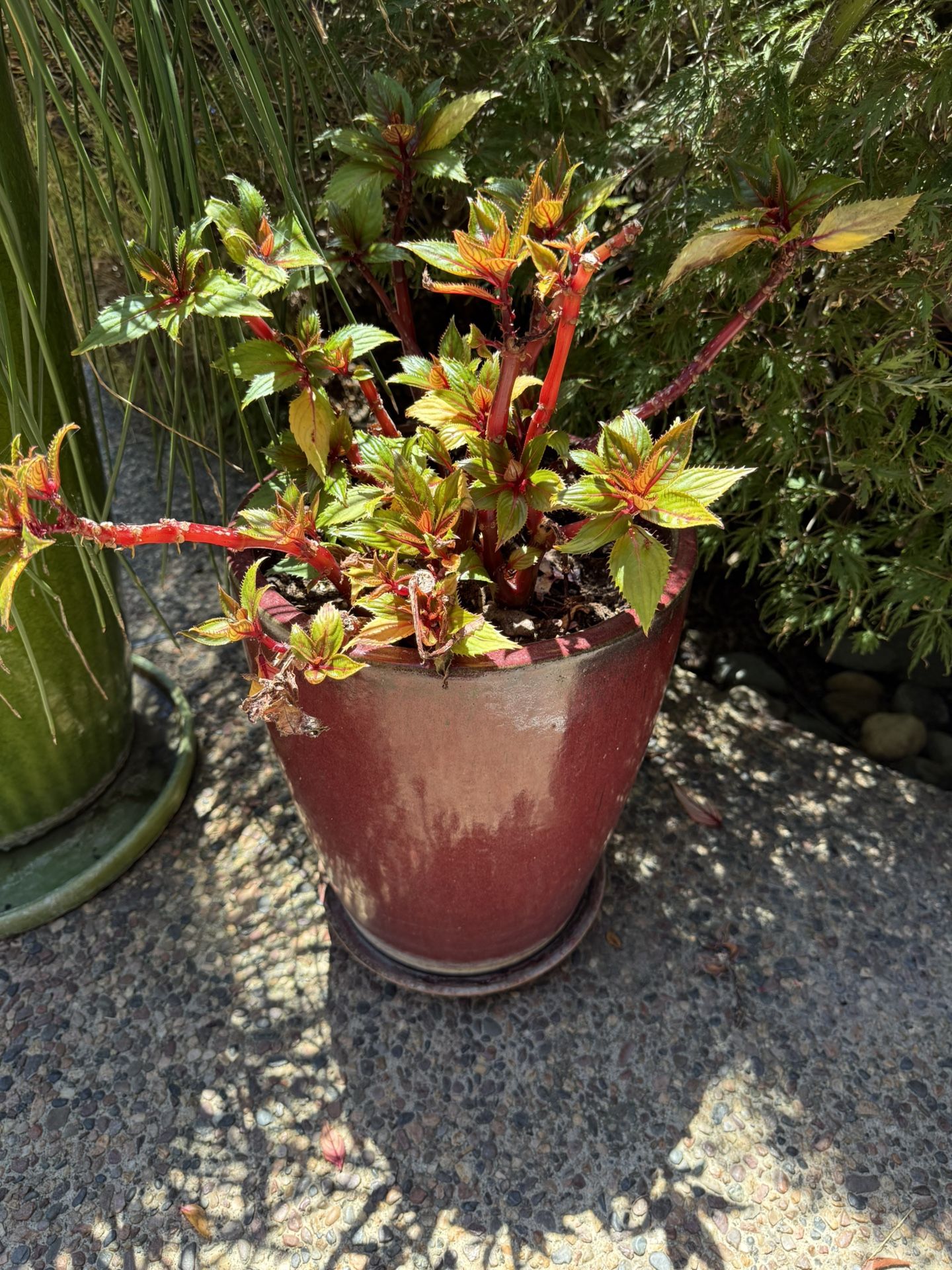 Medium Ceramic Pot Includes Plant!