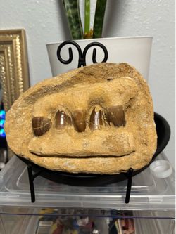 Mosasaurus jaw